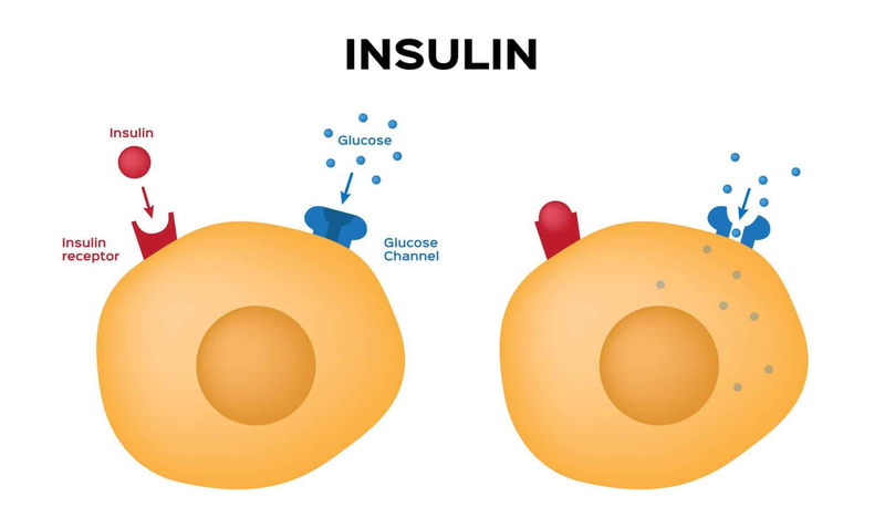 Insulin và glucagon cùng điều hòa đường huyết con người -1