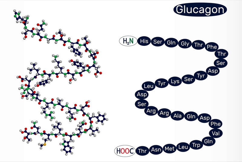 Insulin và glucagon cùng điều hòa đường huyết con người -2