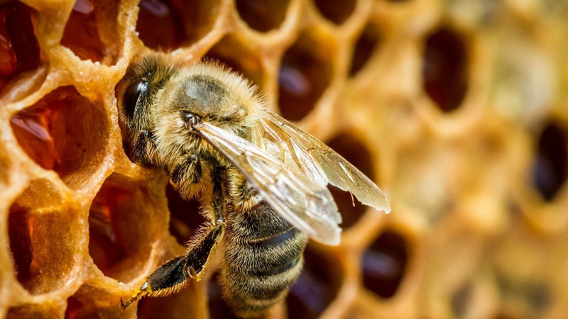 Keo ong là gì? Công dụng và cách sử dụng 1