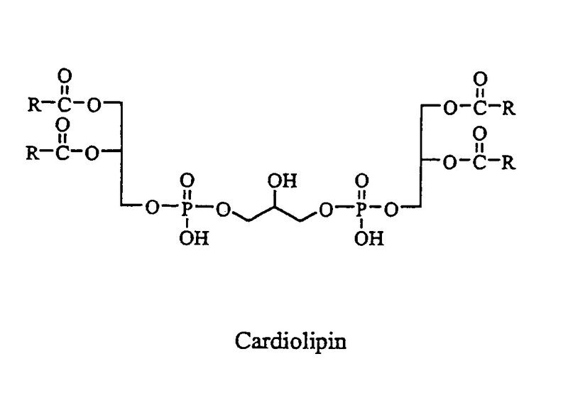 Kháng thể kháng cardiolipin antibody là gì? -1