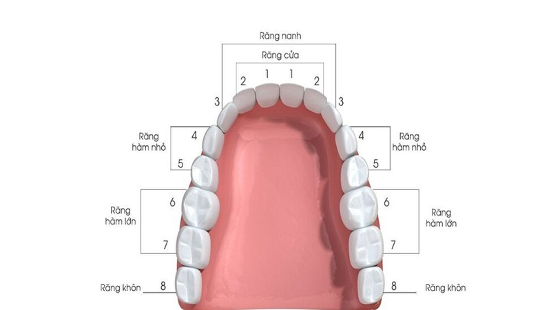 Khi nào cần phải nhổ răng số 3 để niềng răng? 2