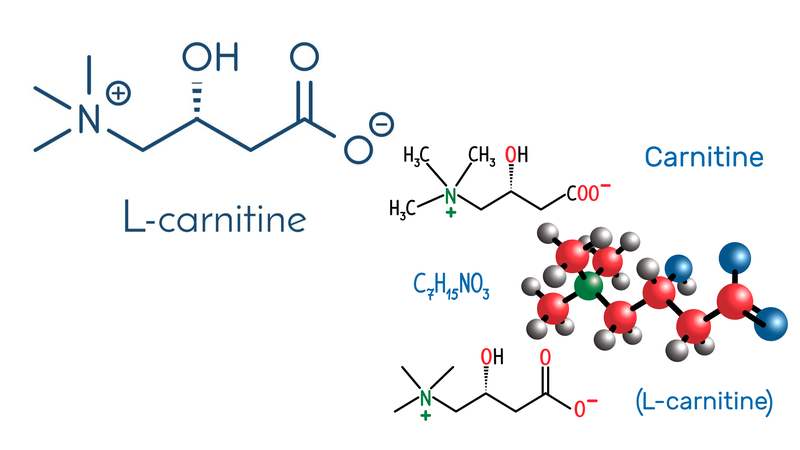 L-Carnitine là gì? Cách sử dụng và lưu ý cần biết