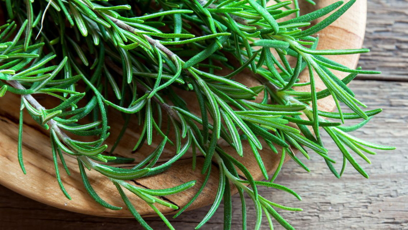 Lá hương thảo có mùi thơm đặc trưng, dễ nhận biết