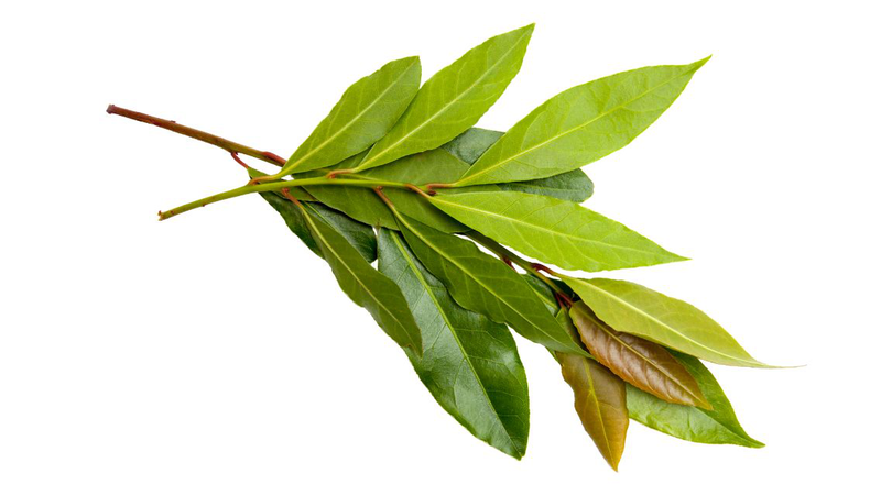 Lá nguyệt quế có chứa tinh dầu tạo nên mùi thơm đặc trưng