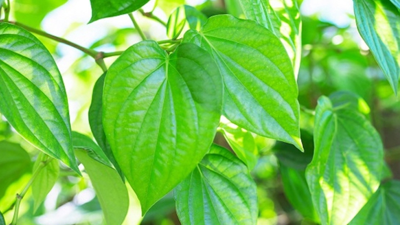 Lá trầu không chữa viêm đường tiết niệu như thế nào? 1