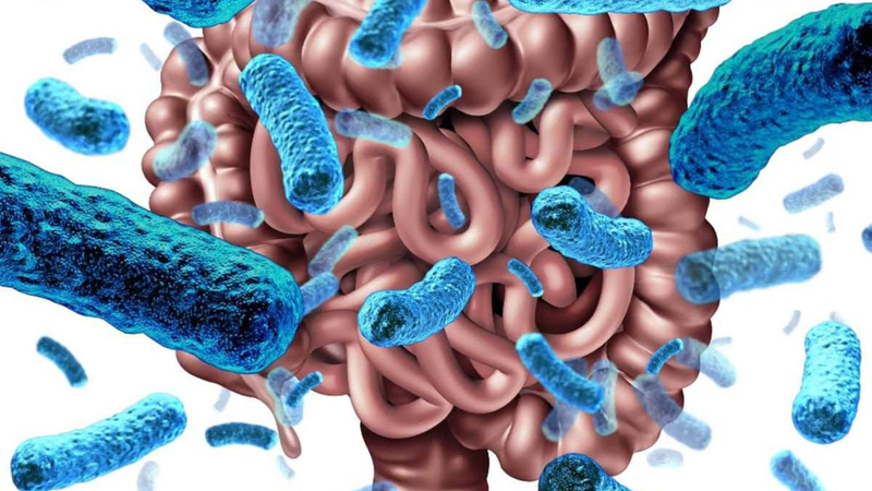 Lactobacillus rhamnosus là gì? Công dụng và cách dùng 2