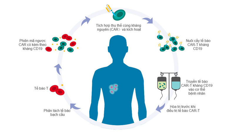 Tìm hiểu chi tiết về liệu pháp miễn dịch CAR T 2