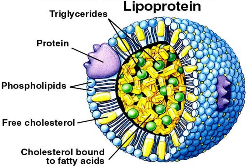 Lipoprotein: Chìa khóa cho sức khỏe tim mạch 1