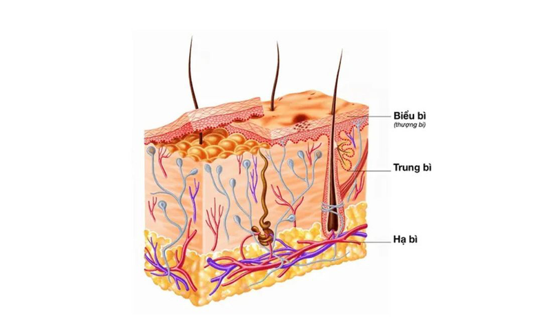 Lớp hạ bì: Cấu tạo, chức năng, vấn đề thường gặp và cách chăm sóc 1