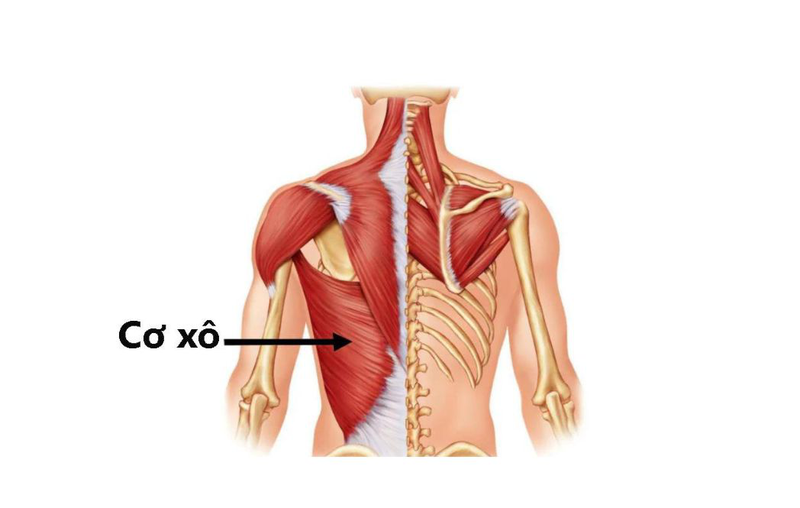 Các bài tập xây dựng lưng chữ V và lưu ý khi luyện tập 1