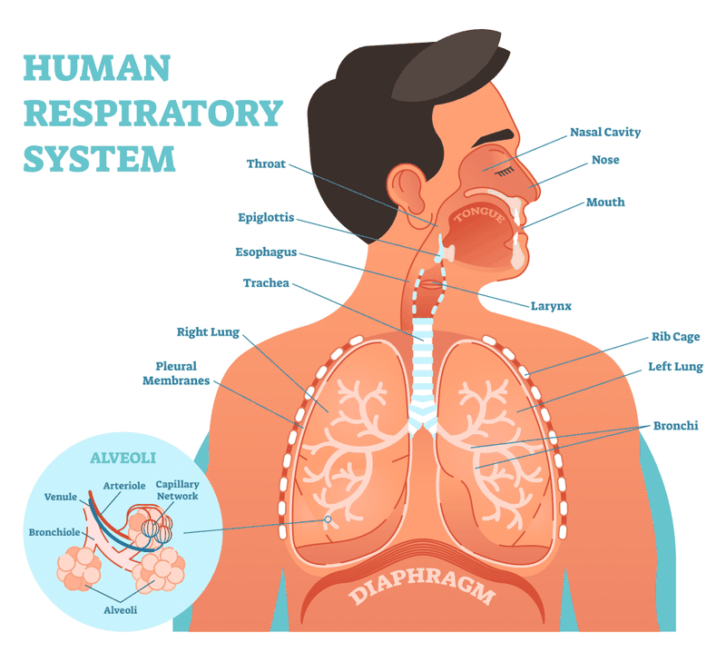 Lungflexer - Thiết bị y tế tăng dung tích phổi 2