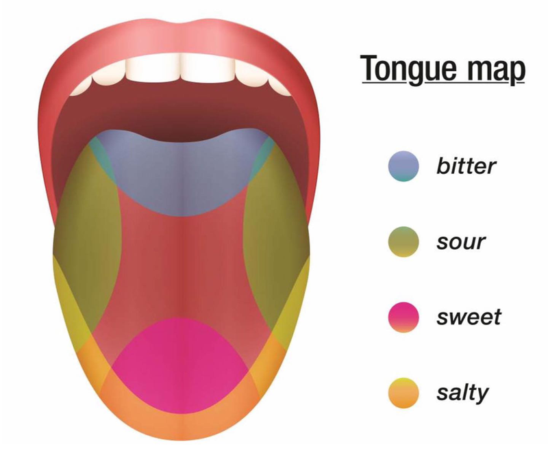 Cấu tạo của lưỡi là gì? Chức năng của lưỡi 2