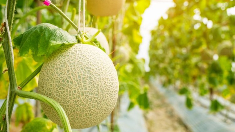 Mách bạn cách phân biệt dưa lưới và dưa hoàng kim​ nhanh chóng 2