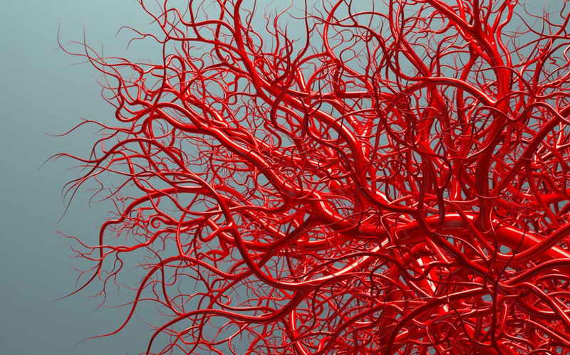 Mạch máu của cơ thể là gì và gồm những loại nào? Tìm hiểu cấu tạo của mạch máu 1