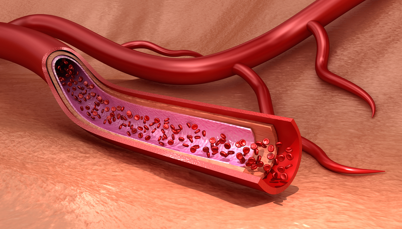 Mạch máu của cơ thể là gì và gồm những loại nào? Tìm hiểu cấu tạo của mạch máu 4