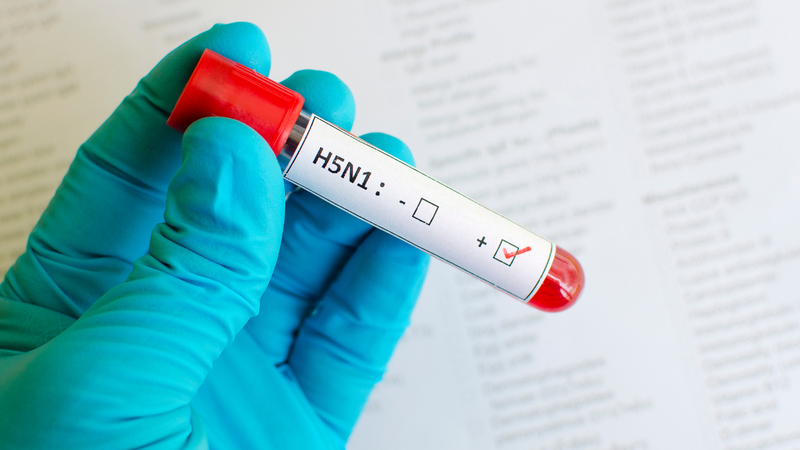 Mạng lưới Virus Toàn cầu kêu gọi hành động để ngăn chặn đại dịch H5N1 2