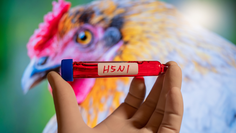 Mạng lưới Virus Toàn cầu kêu gọi hành động để ngăn chặn đại dịch H5N1 1