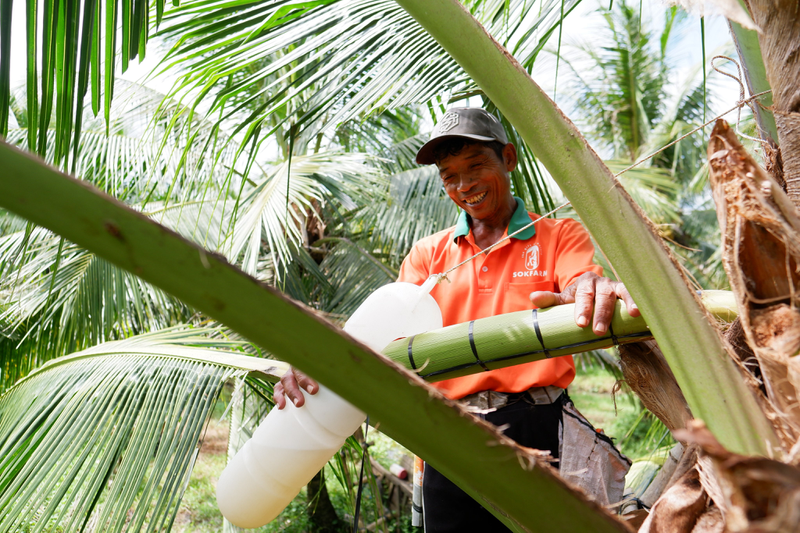Mật hoa dừa: Thành phần dinh dưỡng và lợi ích sức khỏe vượt trội 4