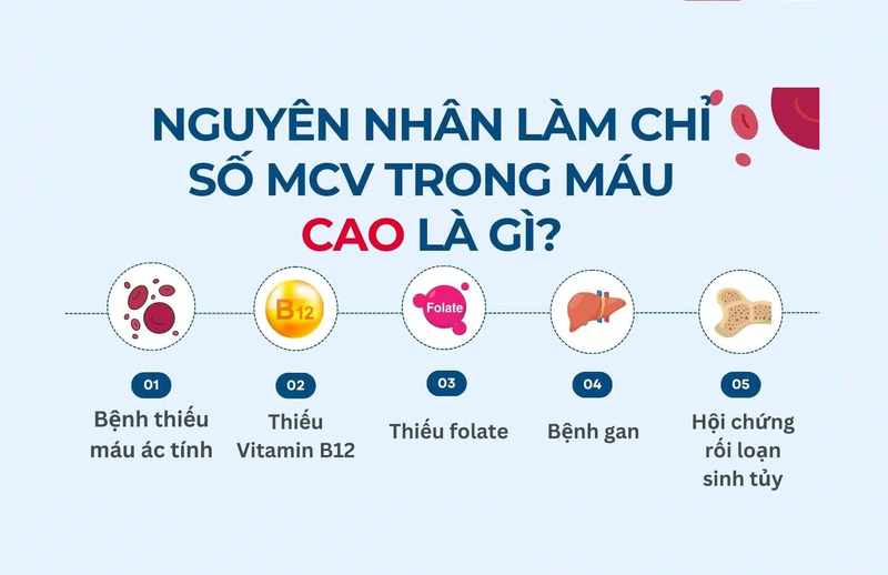 MCV trong xét nghiệm máu là gì? MCV cao hay thấp có ý nghĩa gì 4