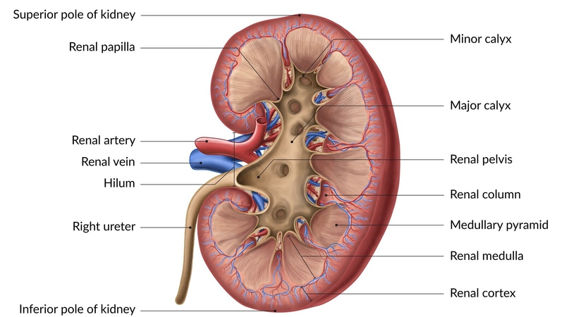 Medulla là gì? Các loại Medulla khác nhau trong cơ thể? 3