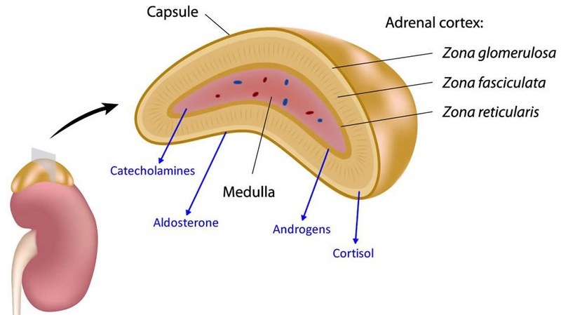 Medulla là gì? Các loại Medulla khác nhau trong cơ thể? 4