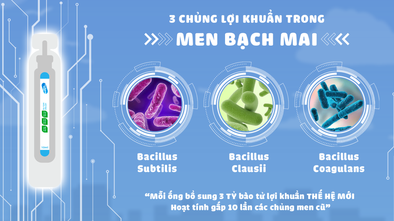 Men sống Bạch Mai là gì? Men sống Bạch Mai có tốt không? 2