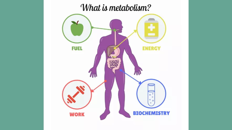 Metabolism là gì? Ảnh hưởng đến cân nặng như thế nào? 3