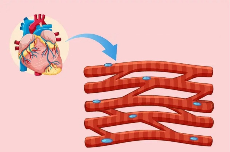 Mô cơ tim là gì? Các bệnh thường gặp ở mô cơ tim 2