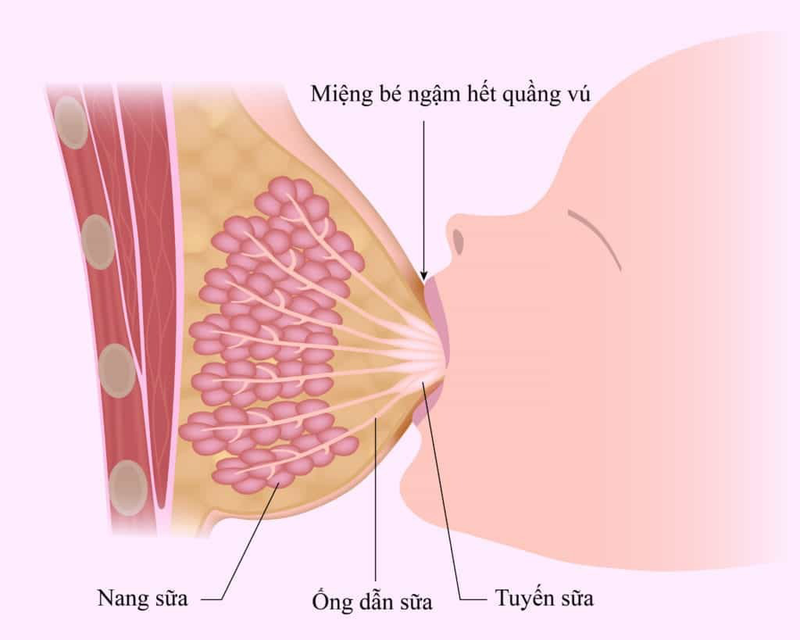 Mô vú là gì? Cấu tạo và chức năng mô vú 2