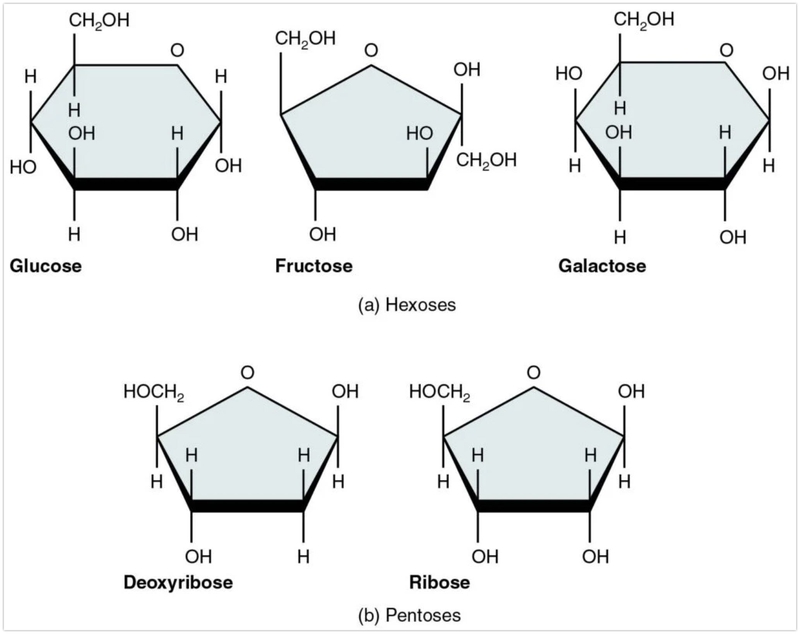 Monosaccharide là gì? Các loại monosaccharide 2