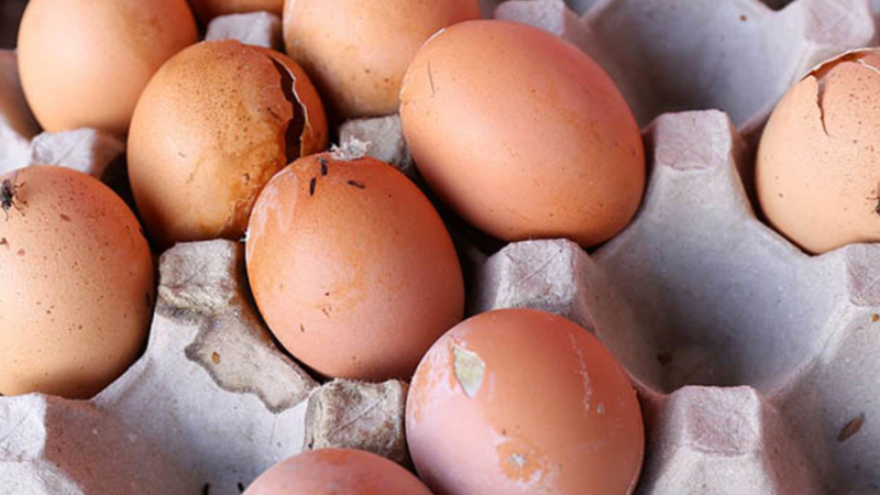 Mùi trứng thối có độc không? Tác hại mùi trứng thối với cơ thể