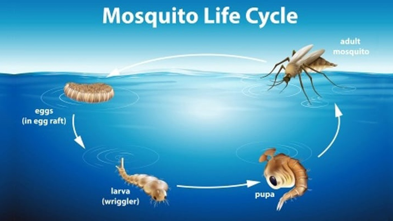 Muỗi đẻ trứng ở đâu? Biện pháp phòng chống muỗi hiệu quả 1