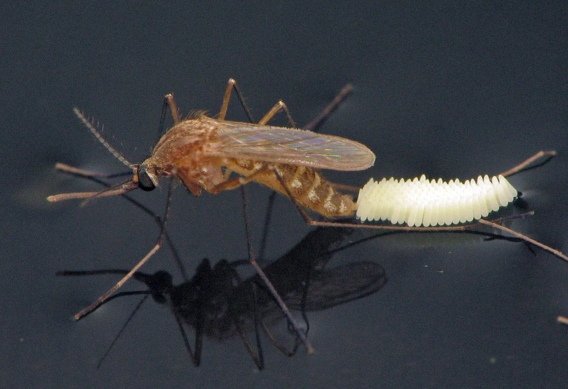 Các loại muỗi ở Việt Nam bạn nên biết 2