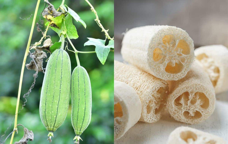 Mướp khía: Dược liệu dân dã có mặt trong bữa cơm của mọi nhà 3