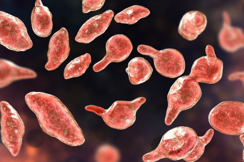 Nhiễm Mycoplasma Genitalium là gì? Có nguy hiểm không 1