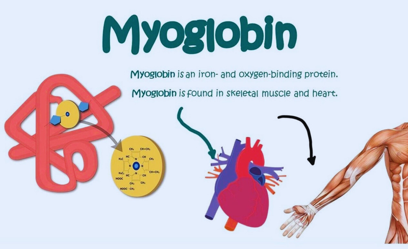 myoglobin-la-gi-xet-nghiem-myoglobin-de-chan-doan-van-de-tim-mach 1.jpg