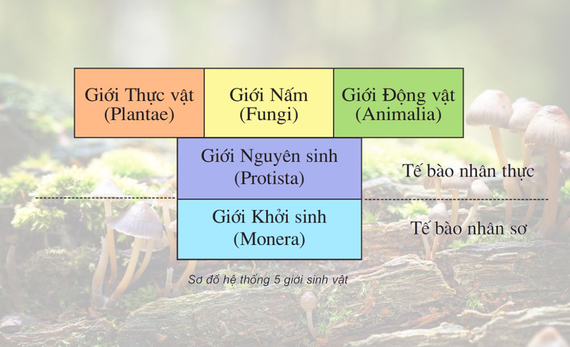 Nấm có phải thực vật không? Câu trả lời có thể khiến bạn bất ngờ 1