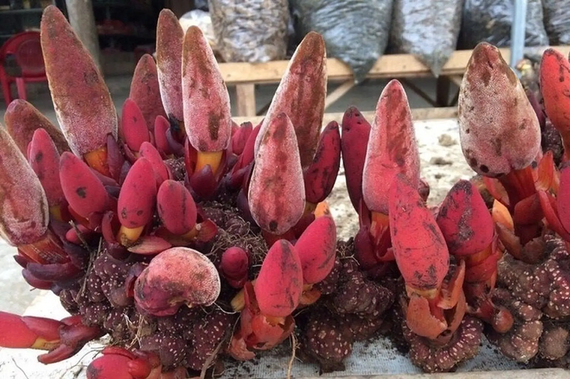 Nên chọn nấm rõ nguồn gốc, không bị hư hỏng hay có mùi hôi lạ