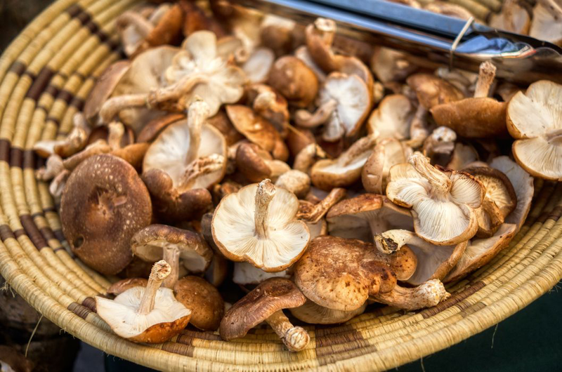 Nấm shiitake là nấm gì và có tác dụng gì với sức khỏe 2