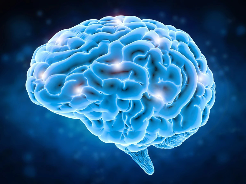 Não người có mấy thùy và đảm nhận chức năng gì? 1