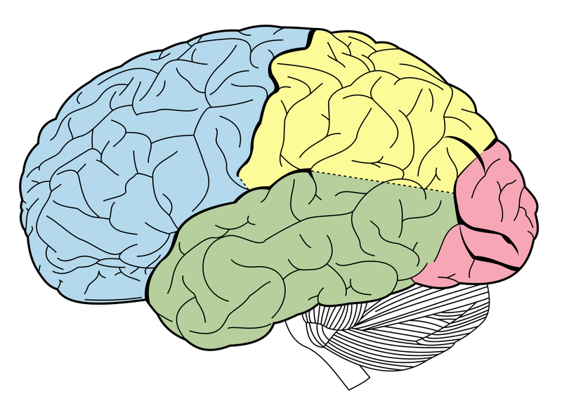Não người có mấy thùy và đảm nhận chức năng gì? 2