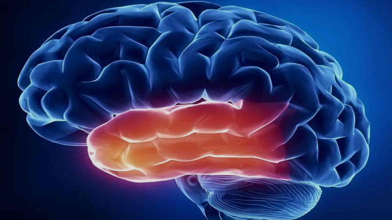 Não người có mấy thùy và đảm nhận chức năng gì? 3