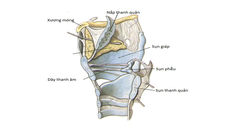 Nắp thanh quản là gì? Viêm nắp thanh quản sẽ ra sao?​ 1