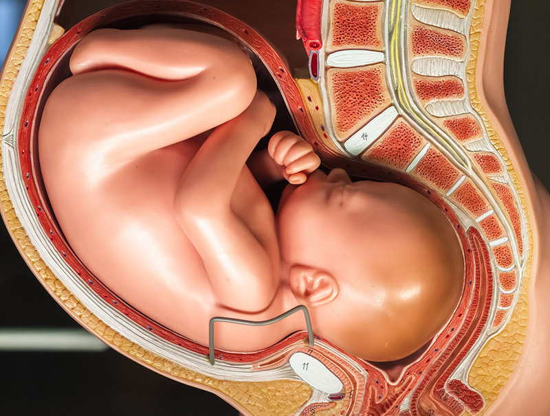 Ngôi thai là gì? Tầm quan trọng của việc xác định ngôi thai trong chuyển dạ 1
