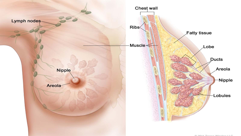 Ngực (vú): Cấu tạo, chức năng và các bệnh lý thường gặp 1