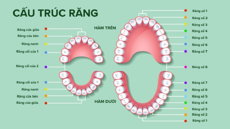 Người bình thường có bao nhiêu cái răng? Yếu tố quyết định số lượng răng 3