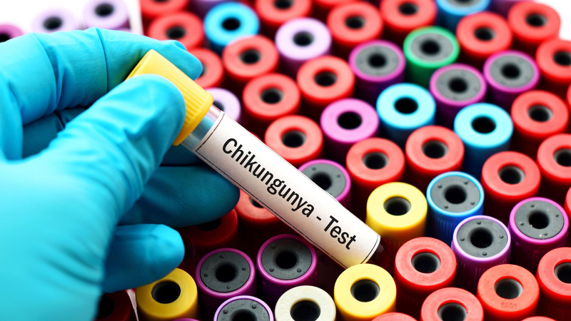 Nguy hiểm từ virus Chikungunya bùng phát khiến WHO phát cảnh báo khẩn cấp 4