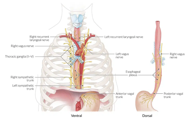 Nguyên nhân bị đau dọc đường đi của thực quản 1