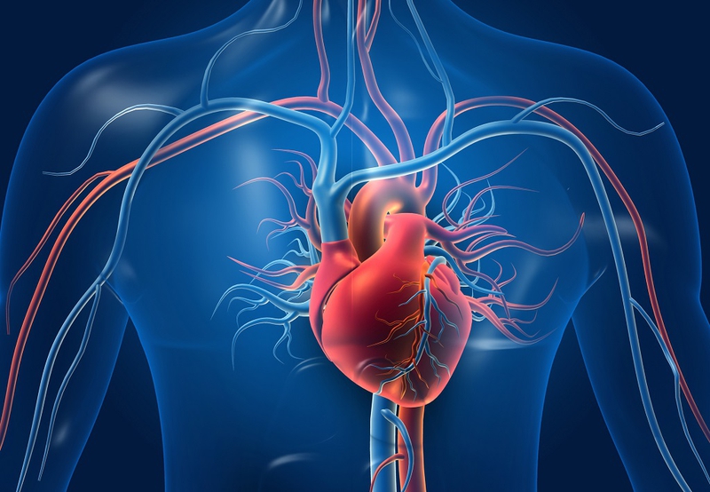 Nguyên nhân vì sao chỉ số Homocysteine cao làm tăng nguy cơ bệnh tim? 2