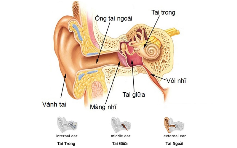 Nguyên nhân viêm tai giữa ở trẻ cha mẹ nào cũng cần biết 2